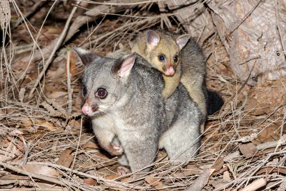 Pest control Gundaroo possums